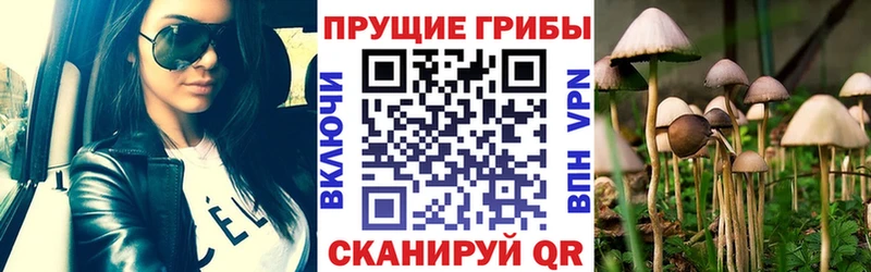 Галлюциногенные грибы Psilocybine cubensis  Боготол 